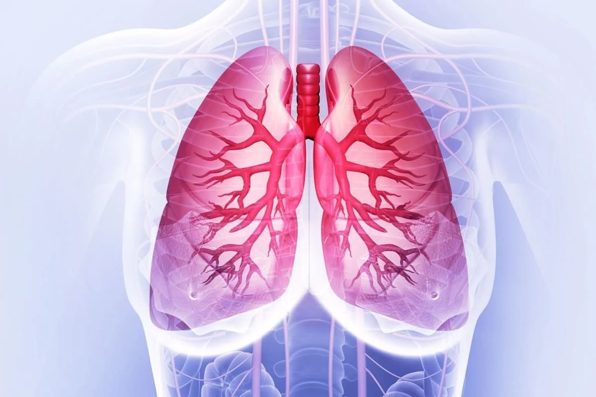 plămâni