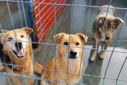 ANSVSA vrea soluții