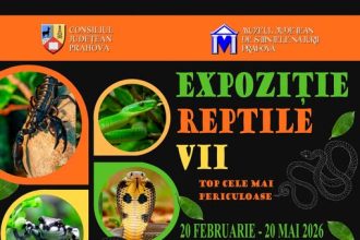 Reptile vii