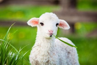 Mielul de Paște 2026