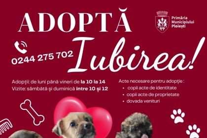 Campanie de adopție câini