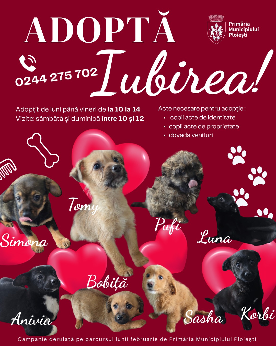 Campanie de adopție câini