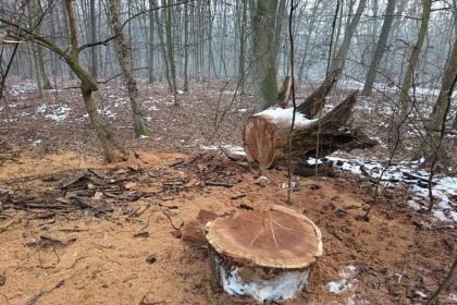 Patru bărbați reținuți