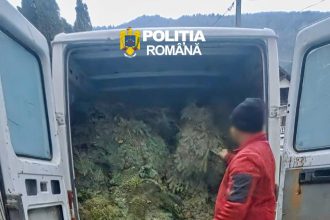 Transport ilegal de cetină