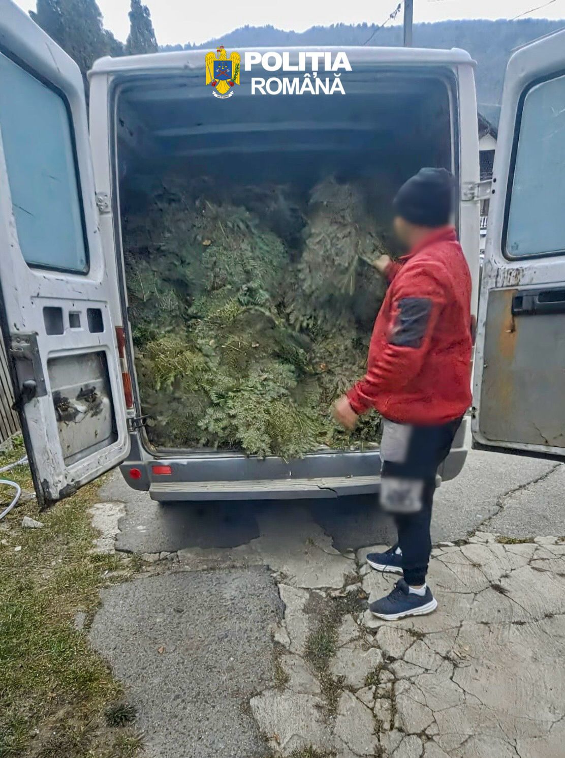 Transport ilegal de cetină