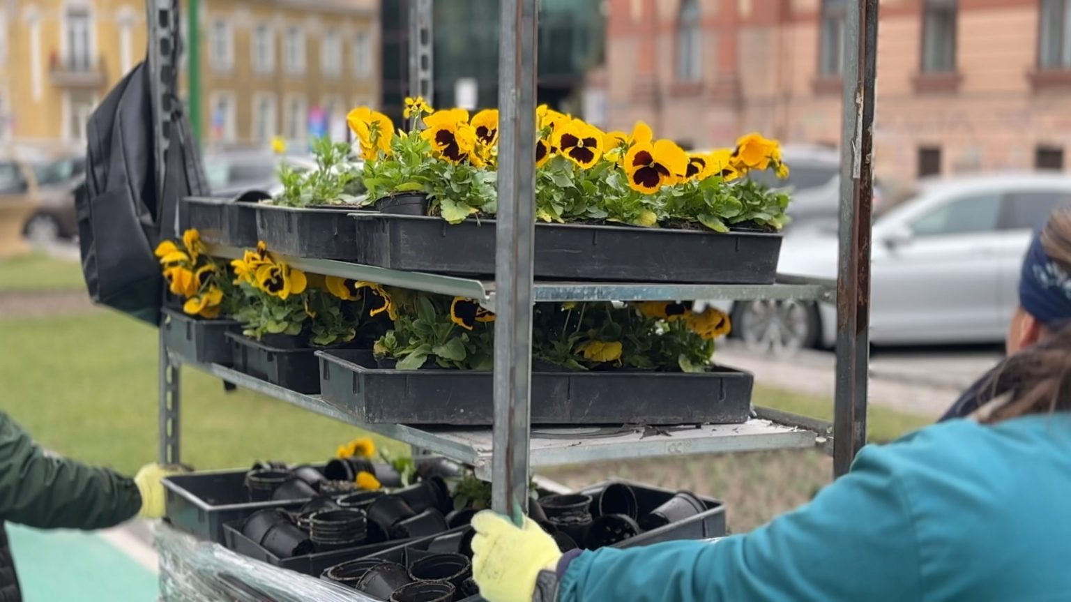 Cum a fost adusă primăvara