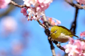 Echinocțiul de primăvară