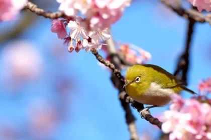 Echinocțiul de primăvară