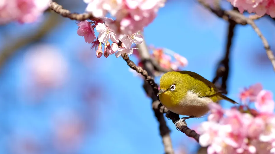 Echinocțiul de primăvară
