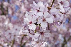 Concert de Florii la Buzău