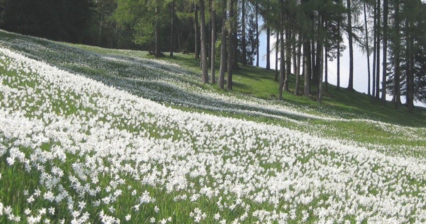 Poiana Narciselor