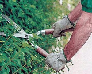 Primăria Municipiului Ploiești