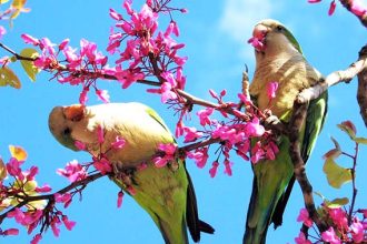 Primăvară cu vreme