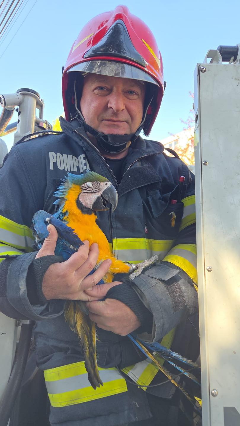 Operațiune „Papagalul din brad”