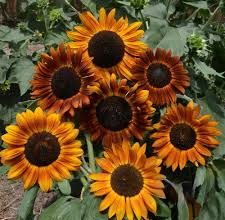 România este fruntașă în UE