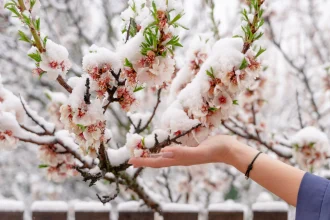 Ninsori și vreme instabilă