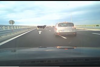 Patru vaci căzute