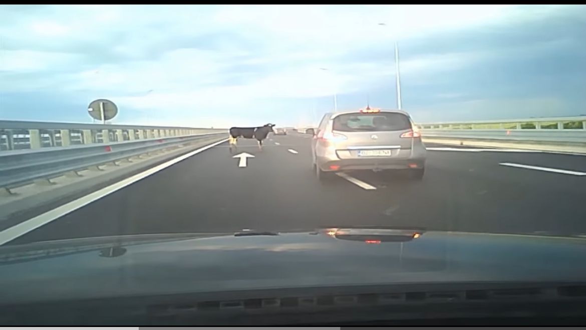 Patru vaci căzute