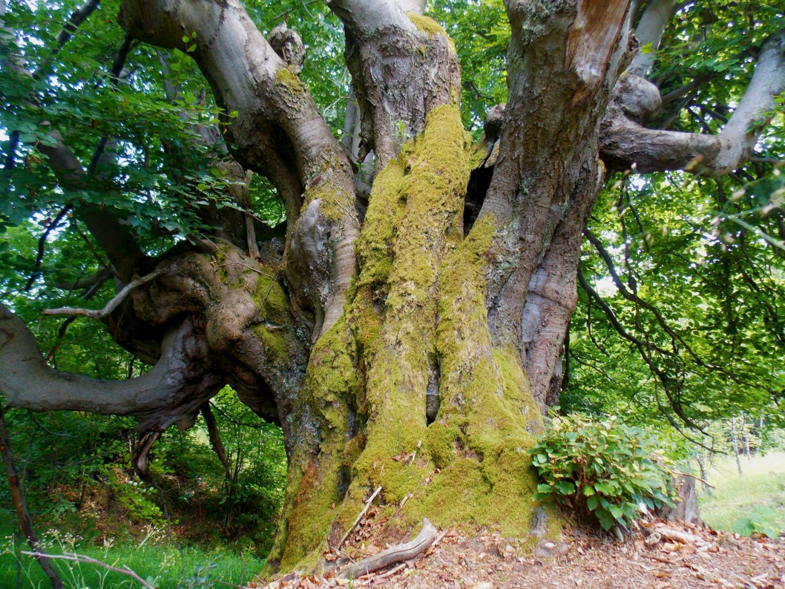 Arborii remarcabili