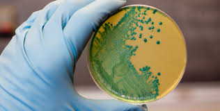 Listeria