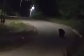 Alertă după apariția unui urs