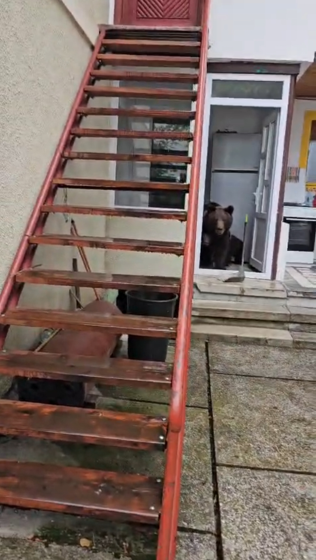 Urs cu trei pui