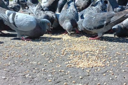Amenzi de până la 10.000 de lei
