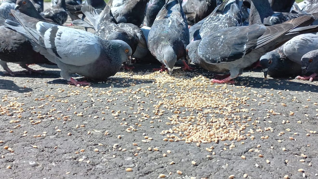 Amenzi de până la 10.000 de lei