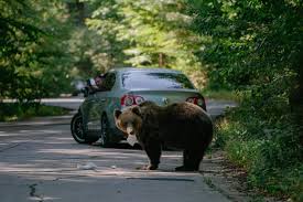 Alertă la Puchenii Mari