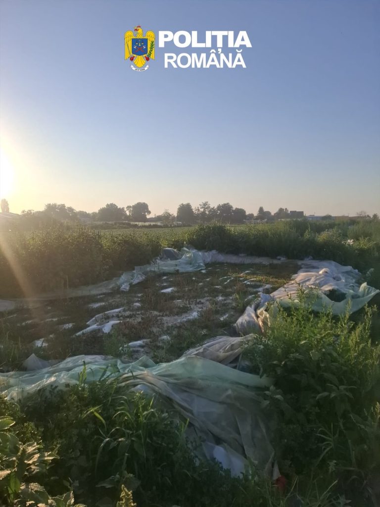 8 tone de varză murată