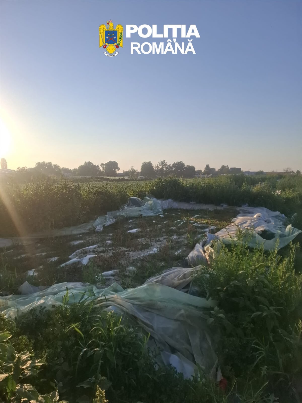 8 tone de varză murată