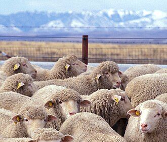 Carantină națională pentru ovine