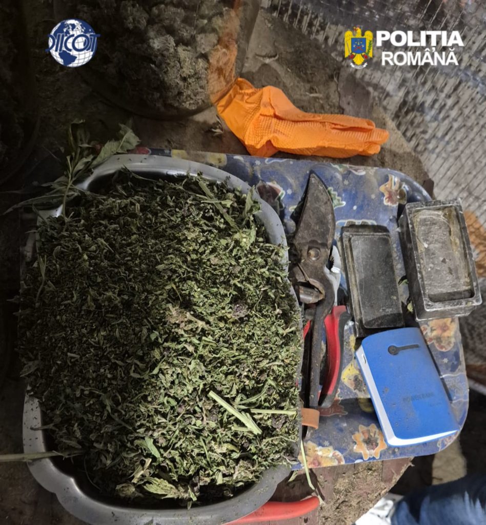 Captură uriașă de canabis