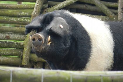 Sprijin de la stat pentru crescătorii de porci
