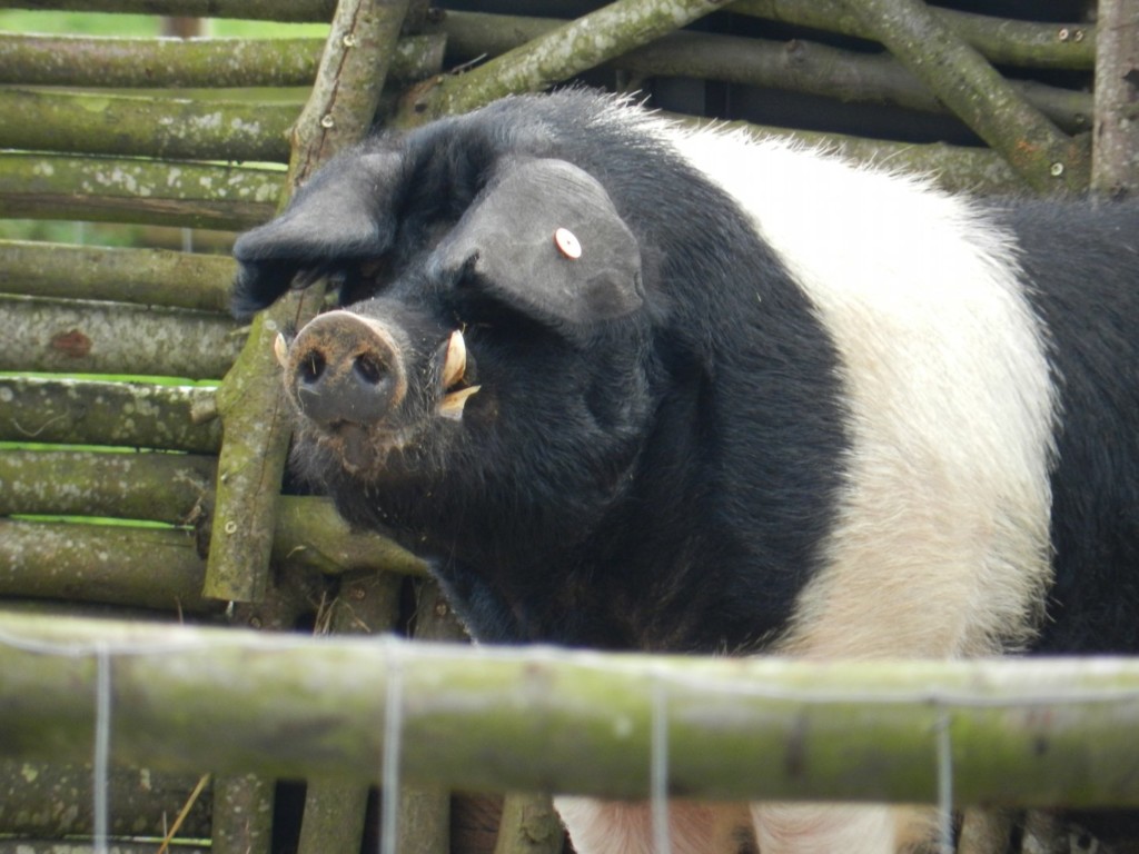 Sprijin de la stat pentru crescătorii de porci