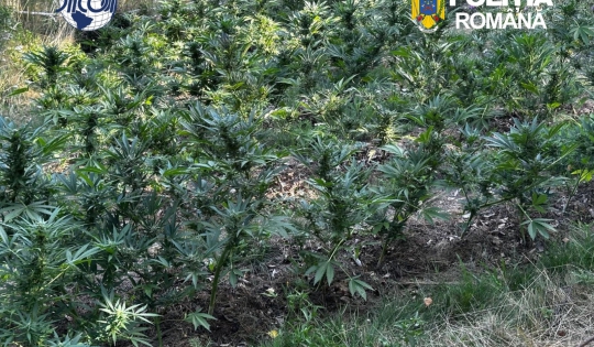 Plantație de canabis